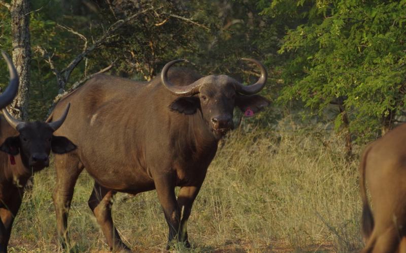 Madikwe Bloedlyn Buffel Pakkie