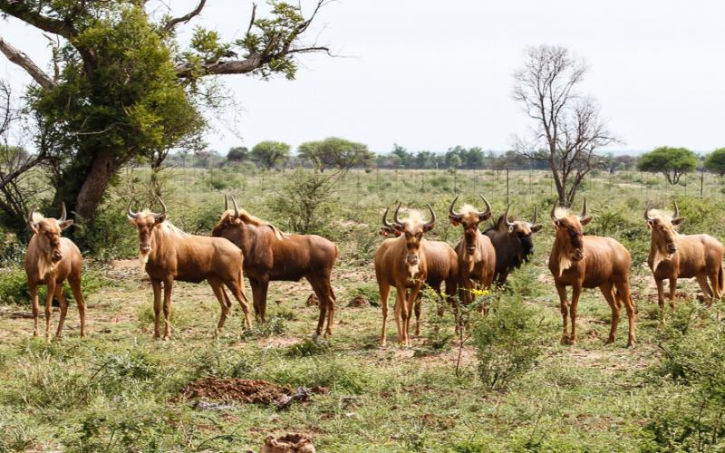 Goue Wildebees Bul I12