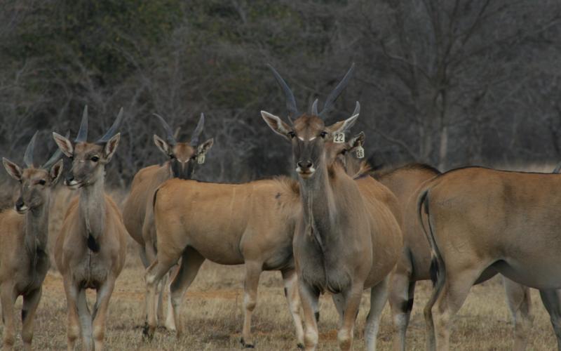 Livingstone Eland Breeding Herd