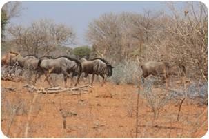 Golden Split Wildebeest Cows
