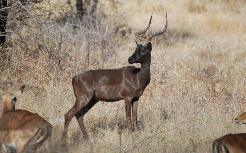 Volwasse Swart Rooibok Ramme