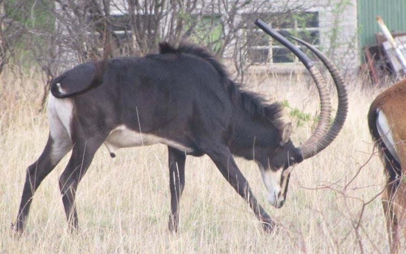 Kruis Zambiese Sable Bul