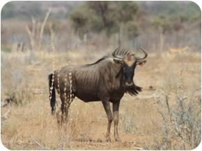 Kings Wildebeest Split Heifers