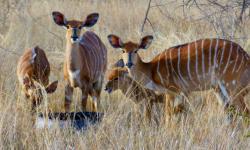 a1bb1834fbb2e4fcd708c1c69eb67084_Nyala-Ewes-600-350-c.jpg
