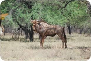Golden - Wildebeest - Bulls