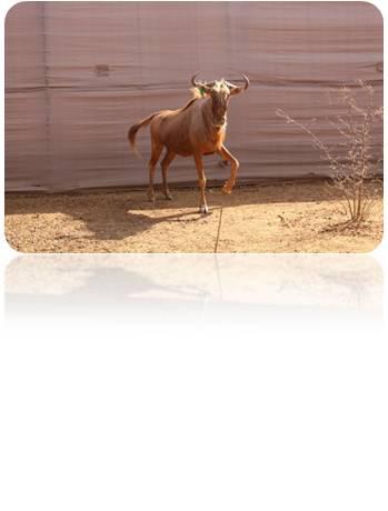 Golden Wildebeest Male