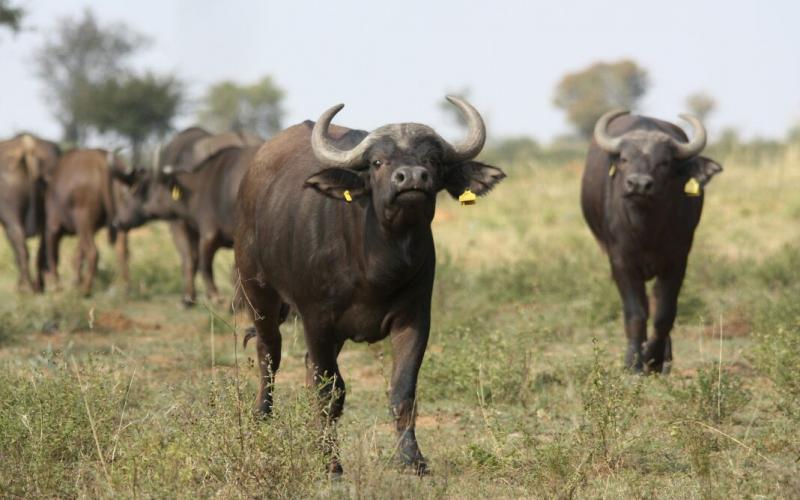 Kruger Buffel Verse.