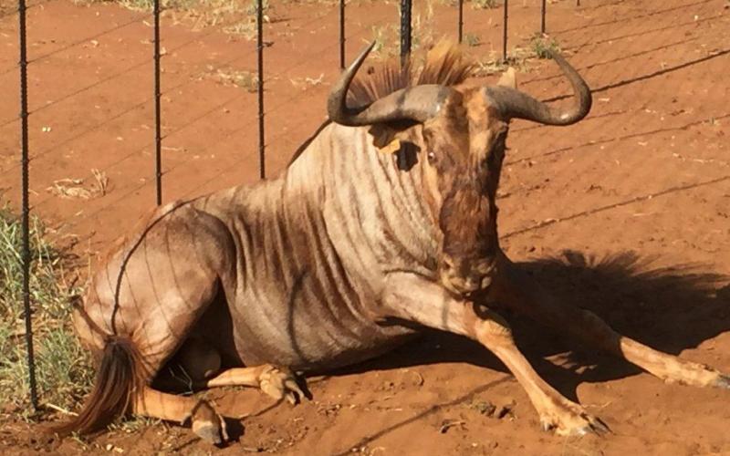 Goue Wildebees Bul Geel 4