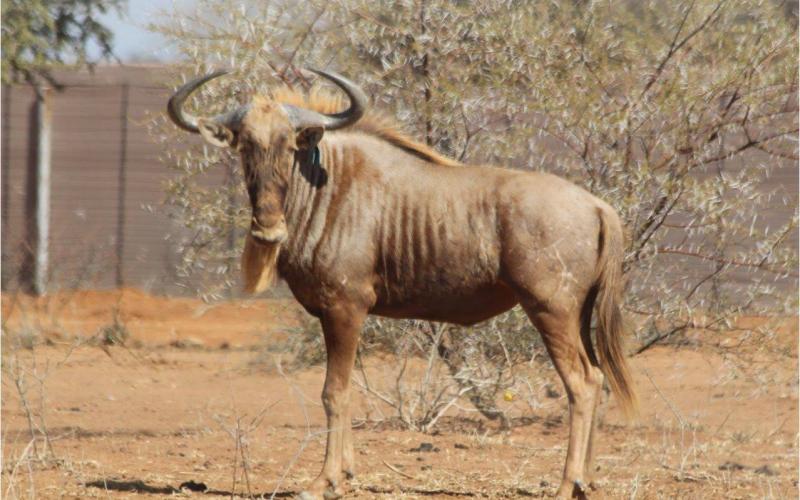Golden Wildebeest Bull.