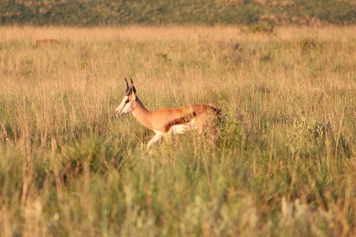 Hartwater Springbokke
