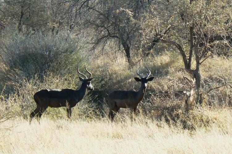 Swart Rooibok Ramme.-