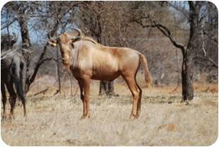 Golden King Wildebeest Bulls