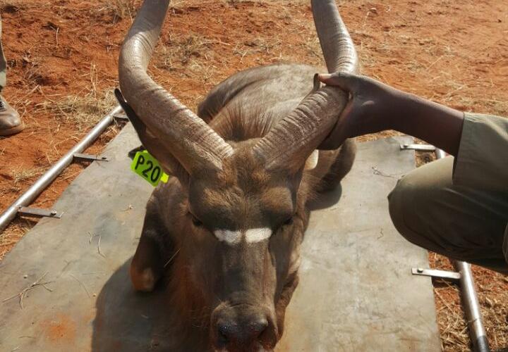Nyala Bull
