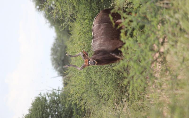 Nyala Bul.-
