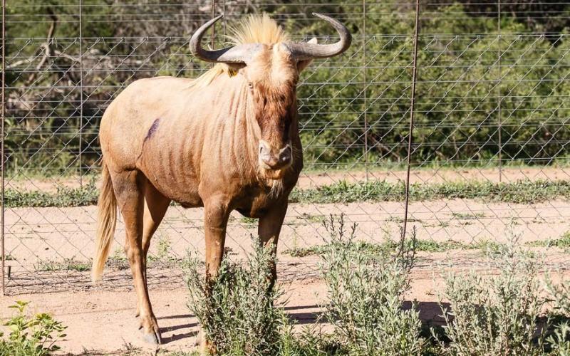 Goue Wildebees Bul H6