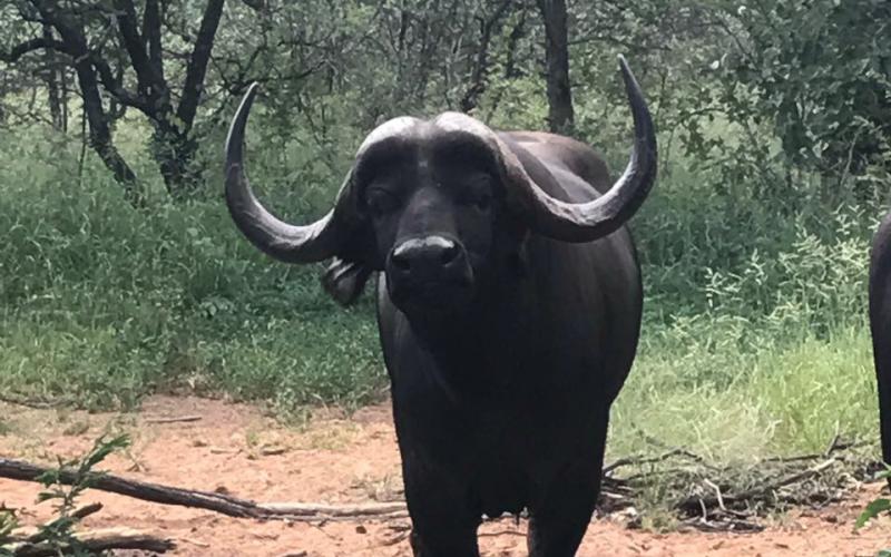 Jong Oos Afrika Buffel Bul