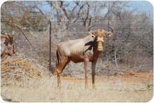 Golden King Wildebeest Bulls