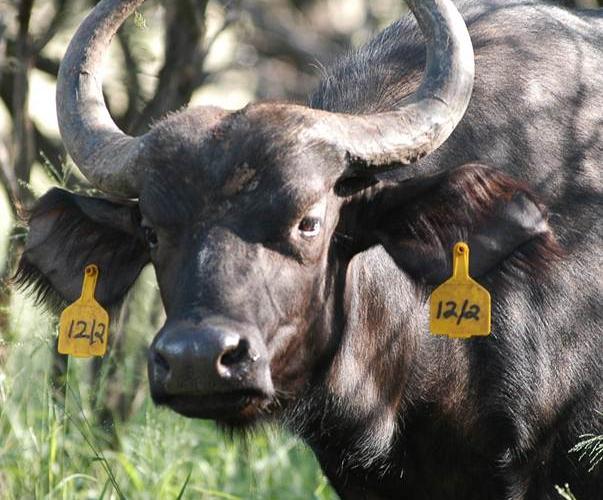 Oos Afrika Buffel Koeie