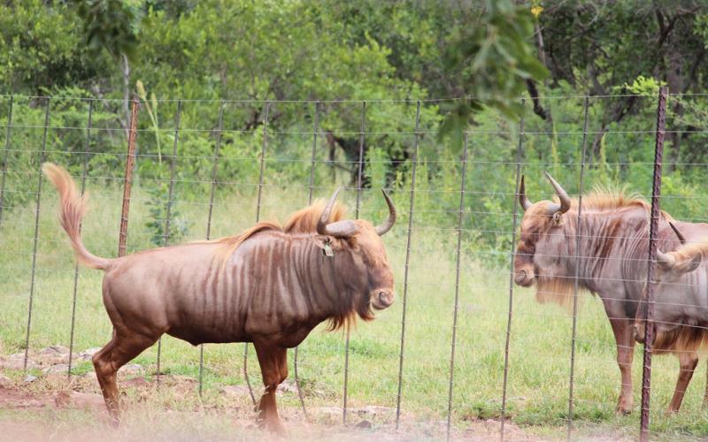 Goue Wildebees bulle.-