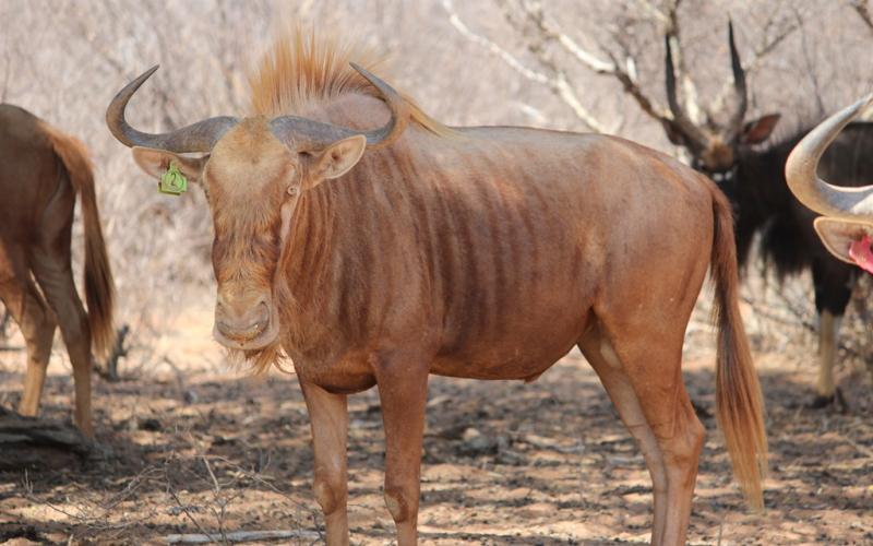 Golden Wildebeest Bul