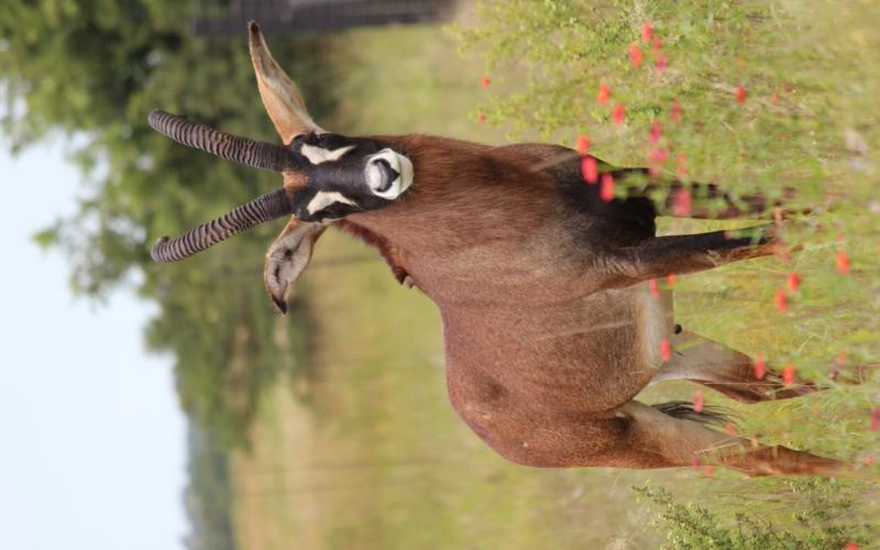 Roan Teelbul