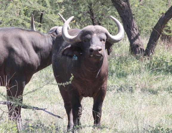 Buffel Bulle Pakkie 2