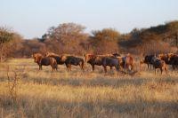Goue Wildebeeste Verskeidenheid
