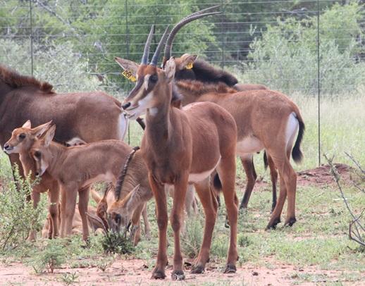 Kruis Zambiese Sable Bulletjies Pakkie 4