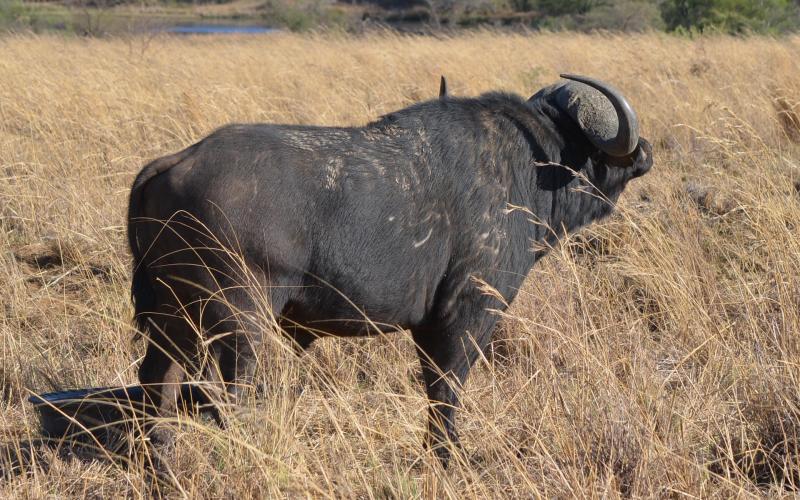 Madikwe/Oos Afrika Buffel Bul