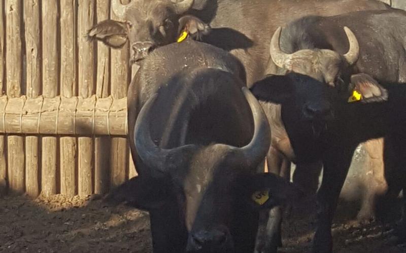East African/Addo Buffalo Heifers