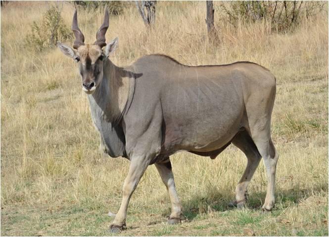 Livingstone Eland Bulle