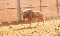 Goue_King_Bul_1.jpg