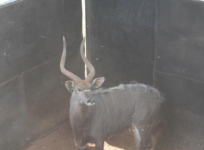 Nyala Bul..