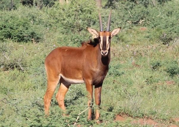 Kruis Zambiese Sable Bulletjies Pakkie 2