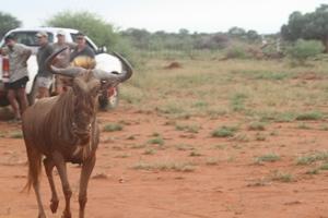 Goue Wildebees Bul Oranje 10