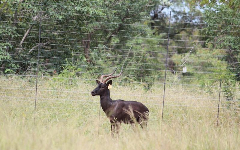 Swart Rooibok Ramme,