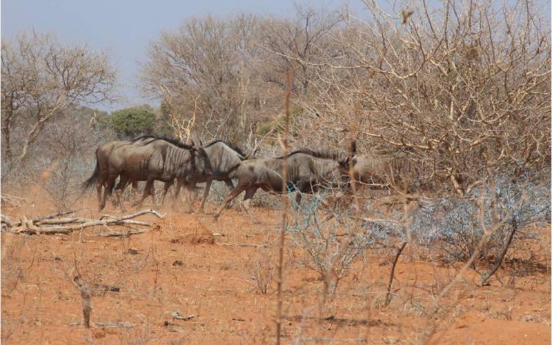 Blue-Wildebeest-Cows