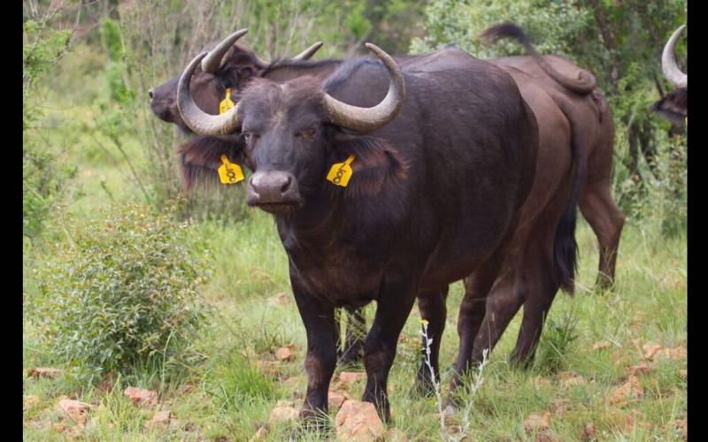 Kruger Buffels Vroulik