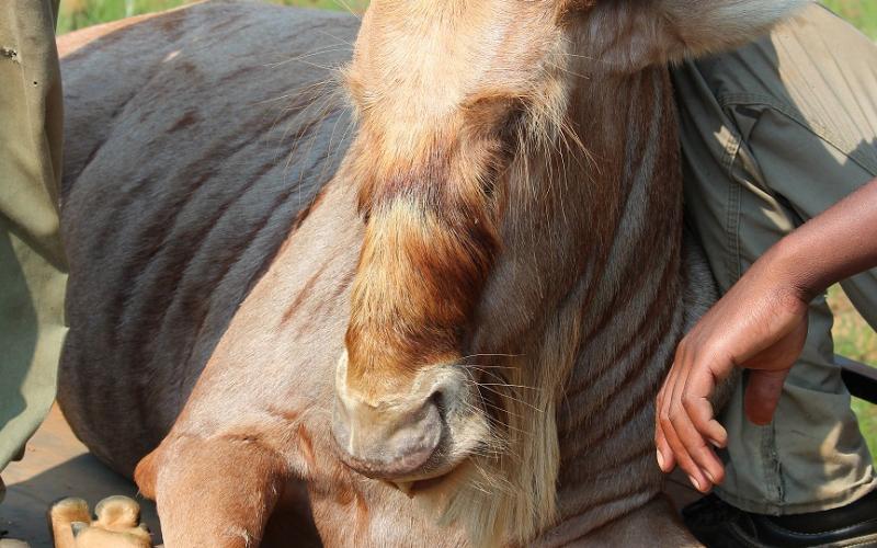 Goue Wildebees Bulletjies