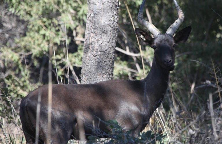 Swart Rooibok Ramme-