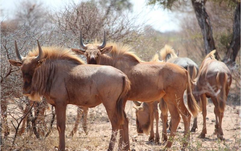 Golden Wildebeest  Bulls.