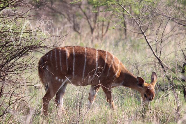 Nyala Ooie