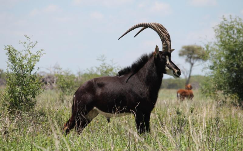 Kruis Zambiese Sable Verse