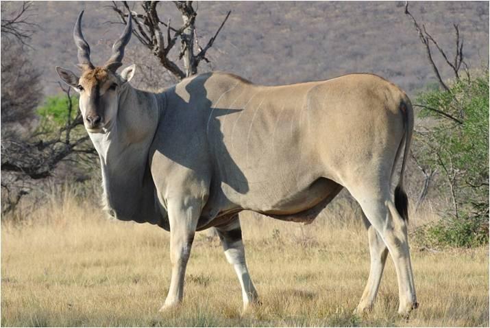 Livingstone Eland Bulle