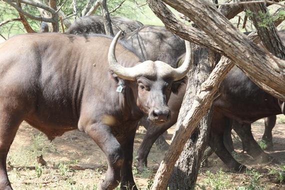 Buffel Bulle Pakkie 2