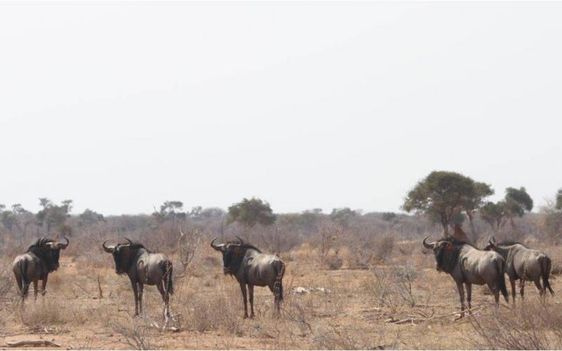 Golden Split Wildebeest Cows