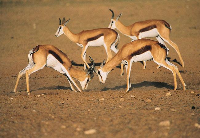 Springbuck "Grand Slam"