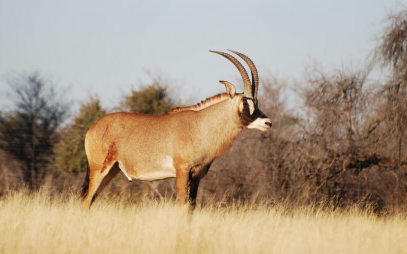 Roan-Bull