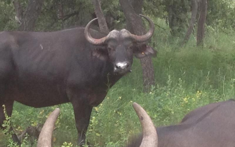 Oos Afrika Buffel Koeie.