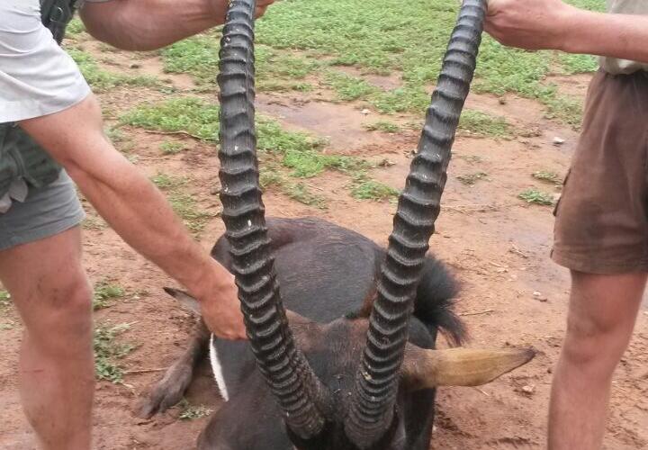 Suiwer Wes Zambiese Sable Bul